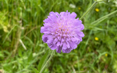 La flore du Col de Porte : les fleurs autour du Domaine